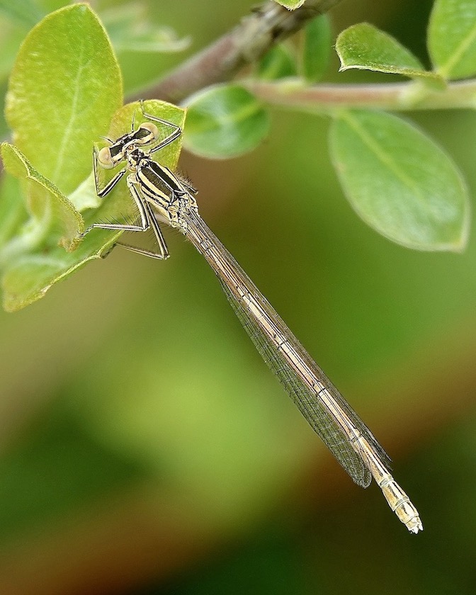 white-legged damselfly